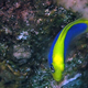 Illustration for article titled This Devious Fish Basically Reenacts The Thing To Catch Its Prey